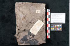 Foto (Objekt + Etikett) von Ficus tenuinervis Ettingshausen (NHMW-GEO-2024-0188-7983)